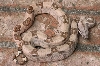Block Back Hypo Male 6.1