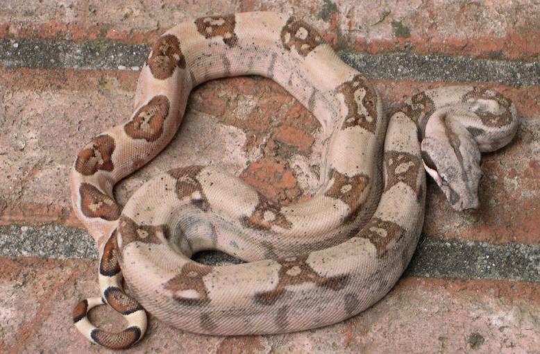 Block Back Hypo Male 6.1