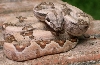 Block Back Hypo Male 6.1