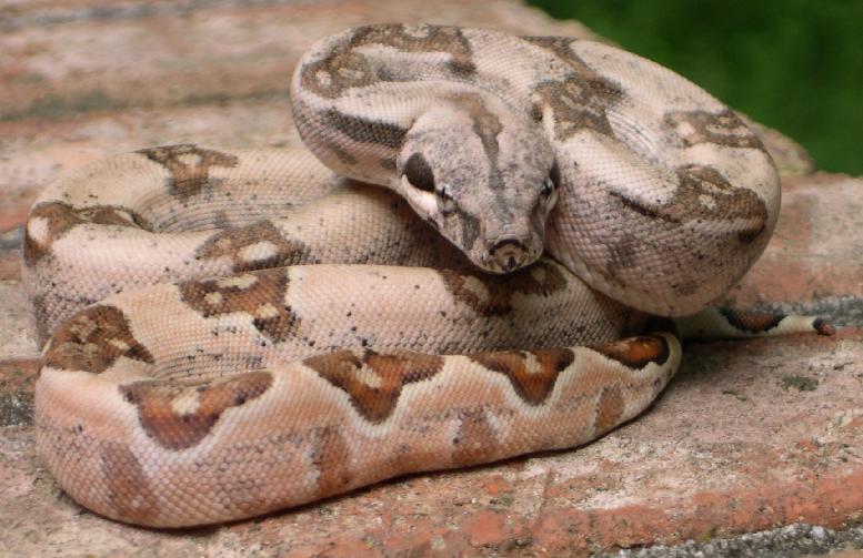 Block Back Hypo Male 6.1