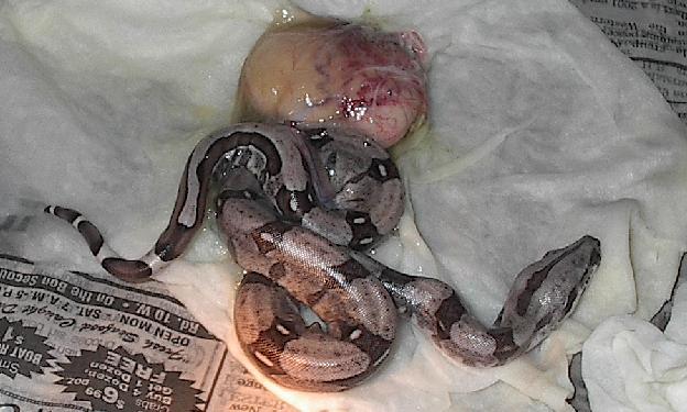 Zero One Day Old