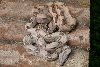 White Hypo 1.3 and Hypo Male 6.1