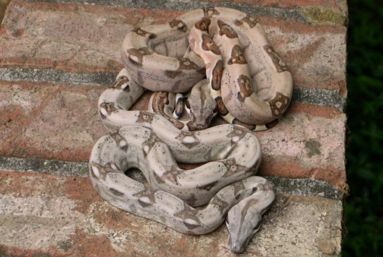 White Hypo 1.3 and Hypo Male 6.1