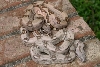 White Hypo Male 1.3 and Hypo Male 6.1