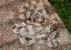 White Hypo Male 1.3 and Hypo Male 6.1