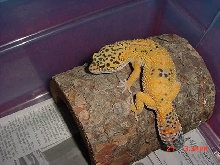 Hypo tangerine female