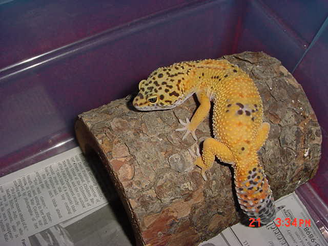Hypo tangerine female