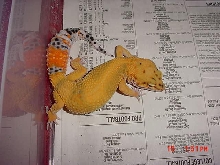 Super Hypo Tangerine from The Urban Gecko