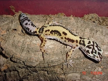 Jungle Female
