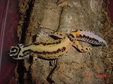 Jungle female