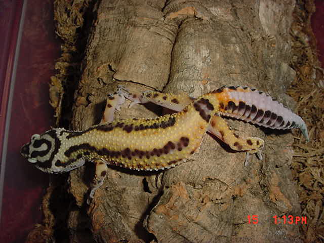 Jungle female