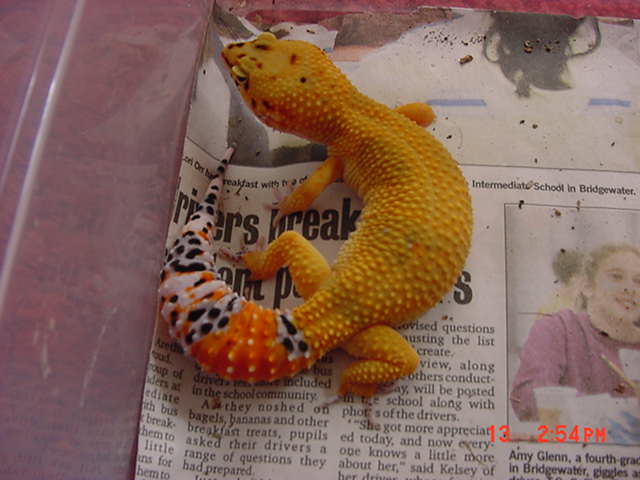 Super Hypo Tangerine Female