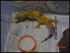 Citrine(Female Hypo Tangerine)