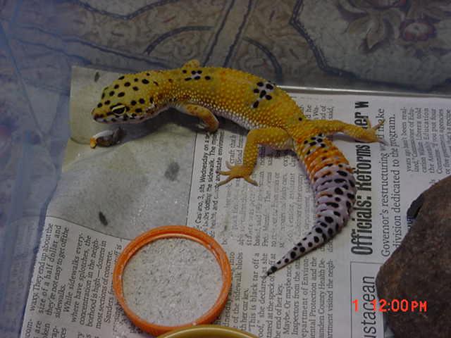Citrine(Female Hypo Tangerine)