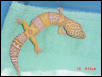 Another view of Albino Male