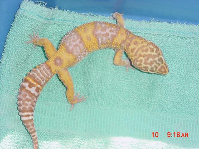 Another view of Albino Male