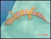 Hi-yellow Lavendar banded Rainwater Albino Male