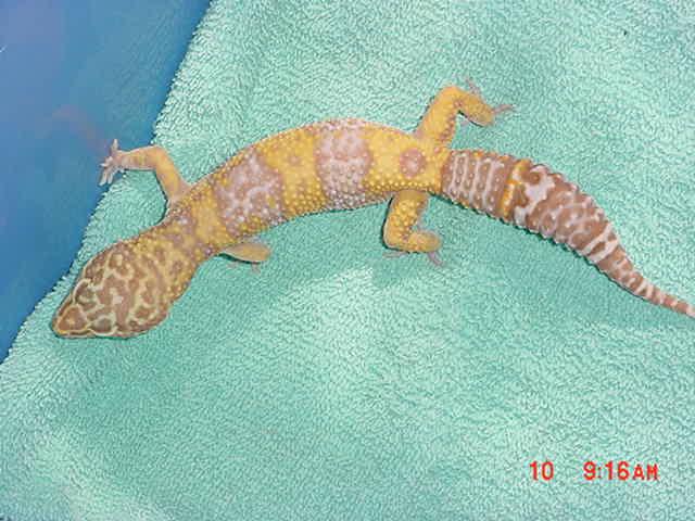 Hi-yellow Lavendar banded Rainwater Albino Male