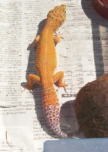 Orangina