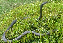 Florida Snake: ID, Please!