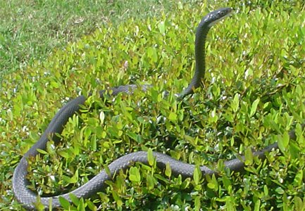 Florida Snake: ID, Please!
