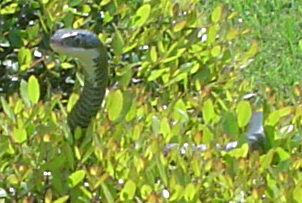 More unidentified snake shots