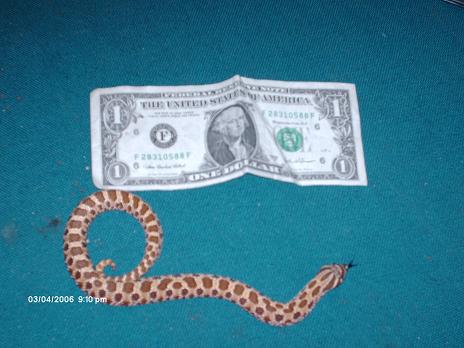 my new western hoggy male