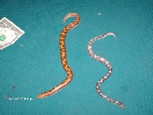 kenyan sand boas