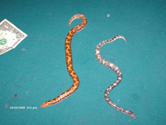 kenyan sand boas