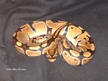 female ball