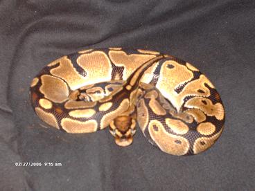 female ball