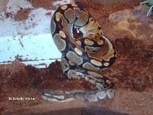 female ball