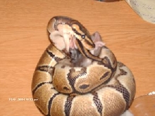 ball python