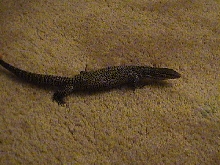 full body shot
