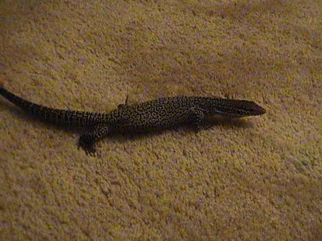 full body shot
