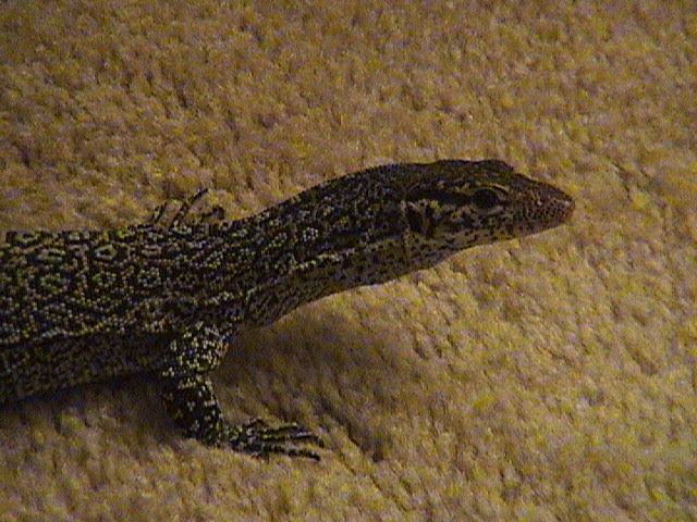 Head shot of tilly