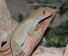R.ciliatus