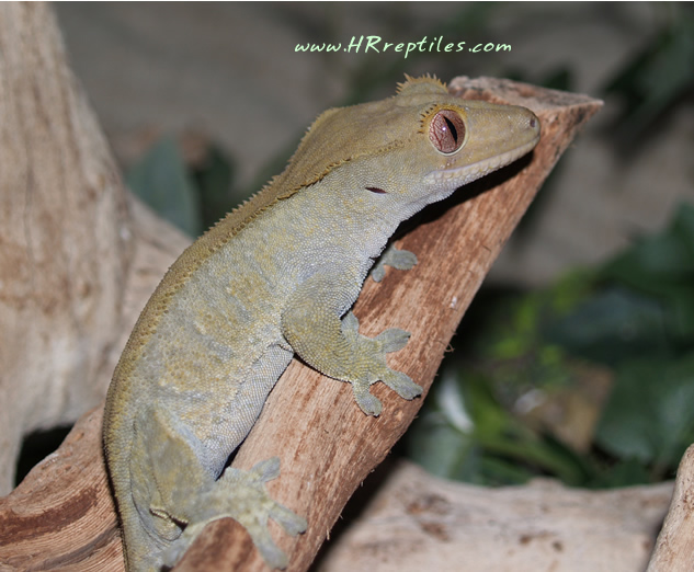 R.ciliatus