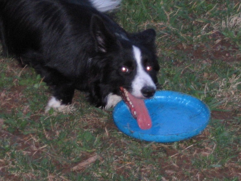 SADIE 1