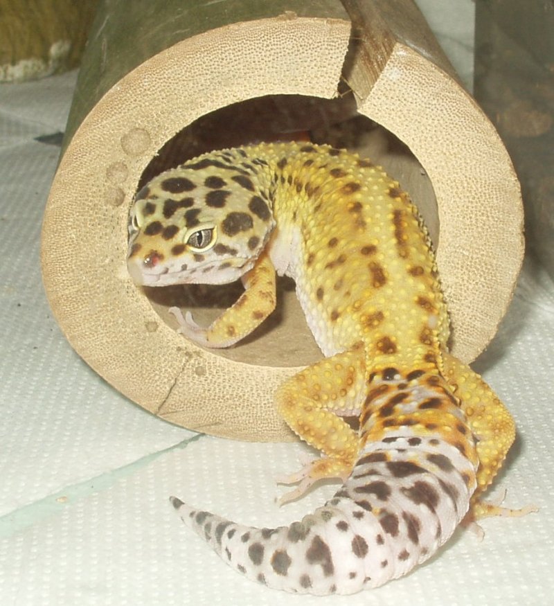 Brandy