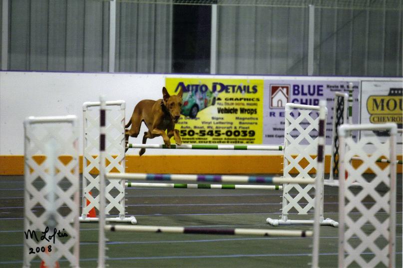 novice jww triple lay