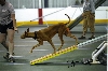 novice std teeter