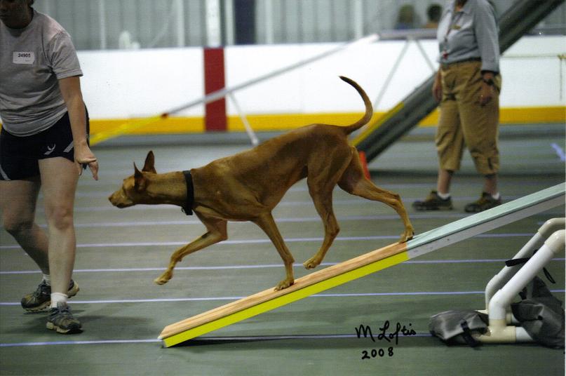 novice std teeter