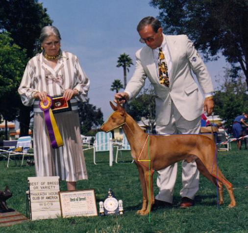 Dog eval 2