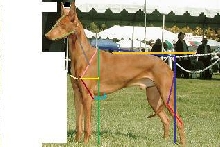 Test 4 dog