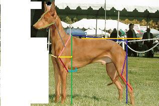 Test 4 dog