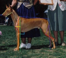 dog eval