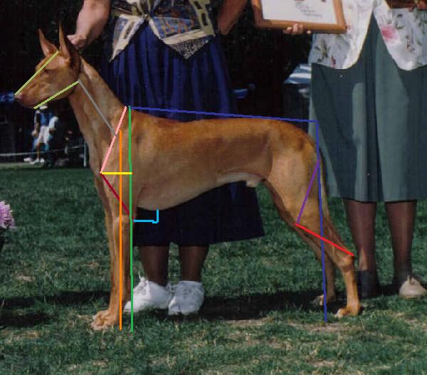 dog eval