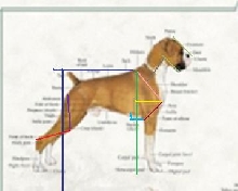 Boxer topline review