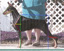 Dobe topline eval